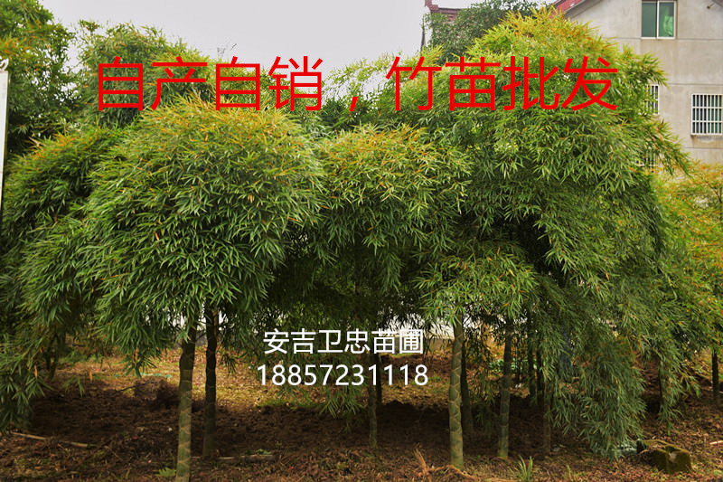 觀音竹--龜甲竹