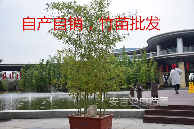 羅漢竹