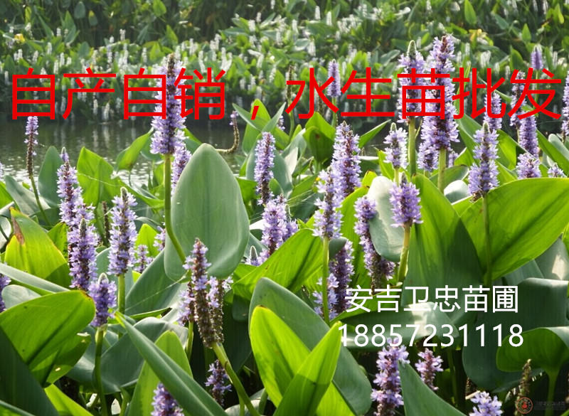梭魚草