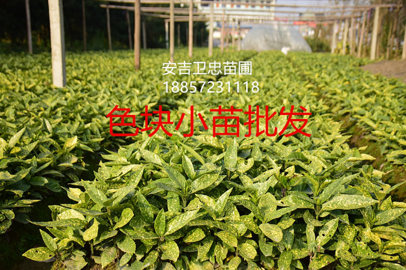 灑金珊瑚