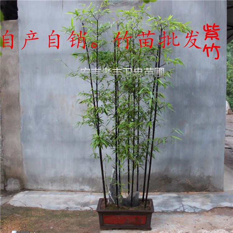 紫竹