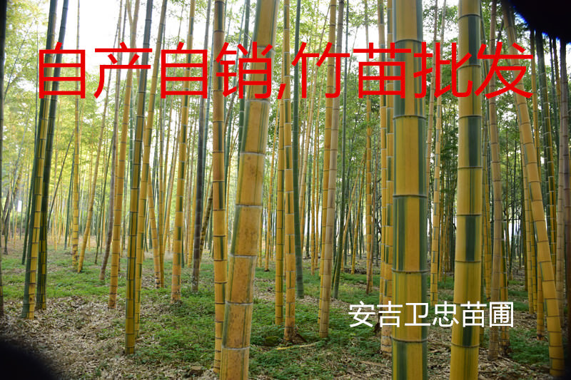 花毛竹