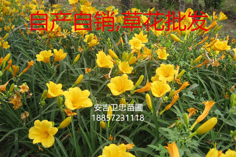 金娃娃萱草